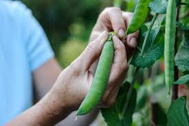 quelqu’un qui récolte le plant de pois dans un jardin